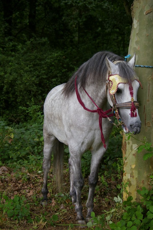Les chevaux marocains: Les Chevaux Marocains 004